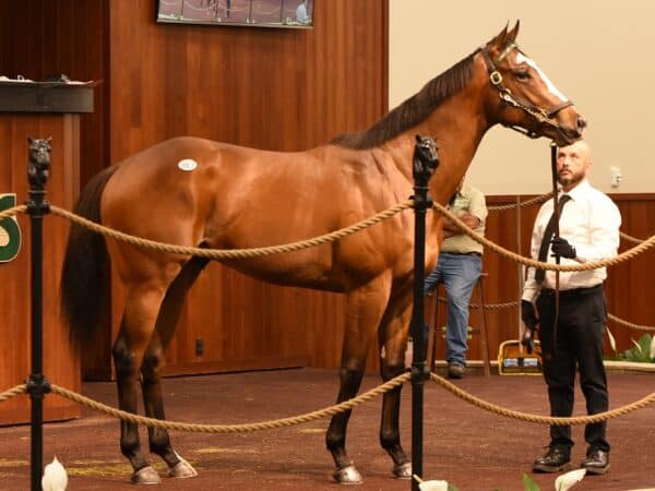 Into Mischief's session-topping $1.3M colt, hip 967, at the 2023 OBS Spring 2yo sale - Tibor Szlavik photo