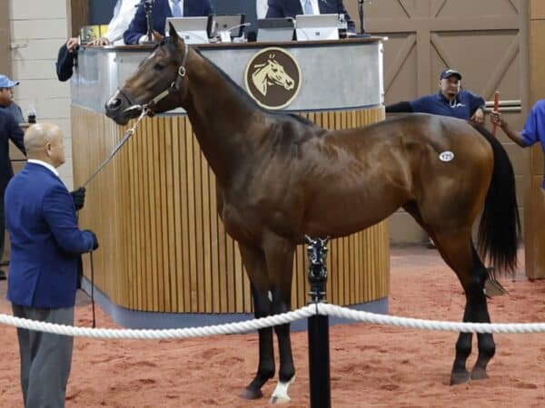 Maximus Mischief's Hip 125, 2023 Fasig-Tipton Midlantic 2 Y-O-in Training Sale - photo by Z