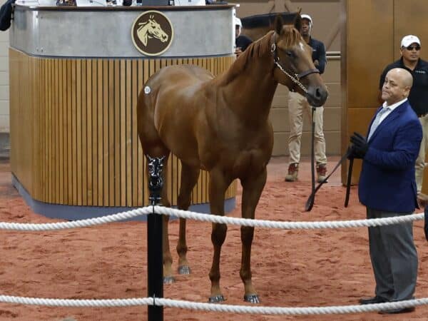 Vino Rosso's Hip 268, 2023 Fasig-Tipton Midlantic 2 Y-O-in Training Sale - photo by Z