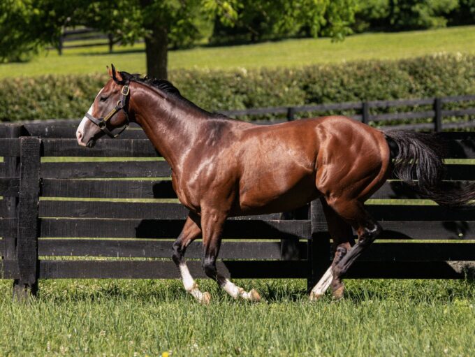 Maximus Mischief | 2022 Paddock | Coyle photo