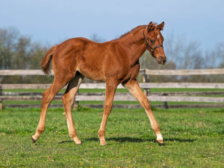 Colt o/o Coco Vin at 57 days old | Bred by H & H Equine | Kendall Wucker photo