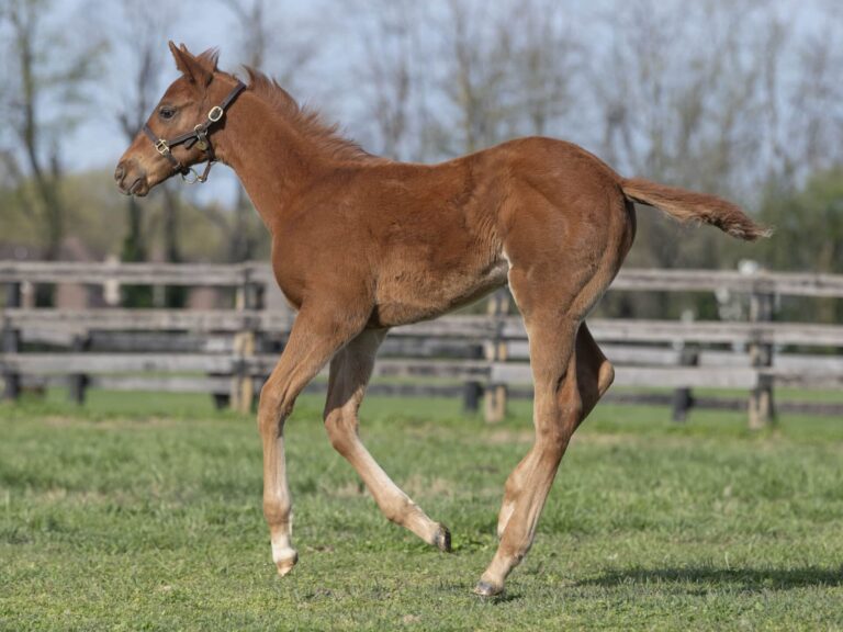 Colt o/o Coco Vin at 57 days old | Bred by H & H Equine | Kendall Wucker photo