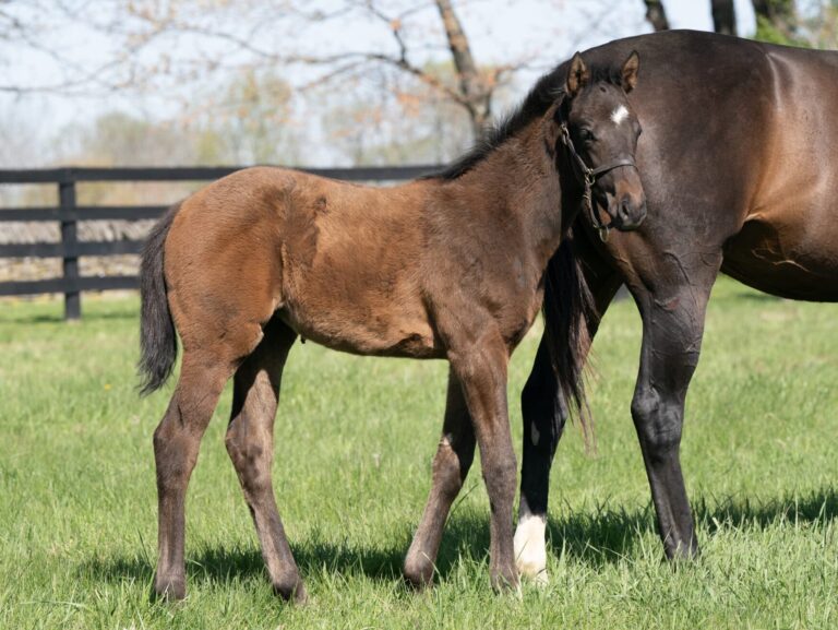 Filly o/o Limari at 60 days old | Bred by Don Alberto Corporation | Mathea Kelly photo
