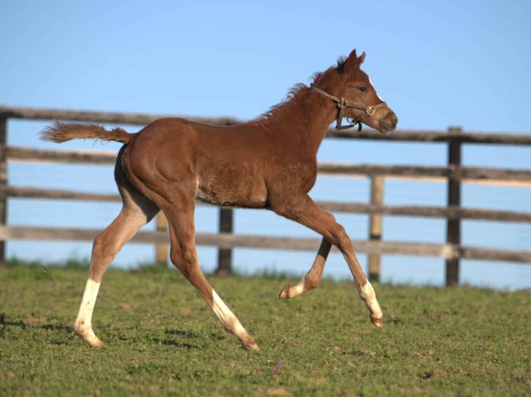 Filly o/o Mine As Well at 25 days old | Bred by TLC Thoroughbreds | Kendall Wucker photo