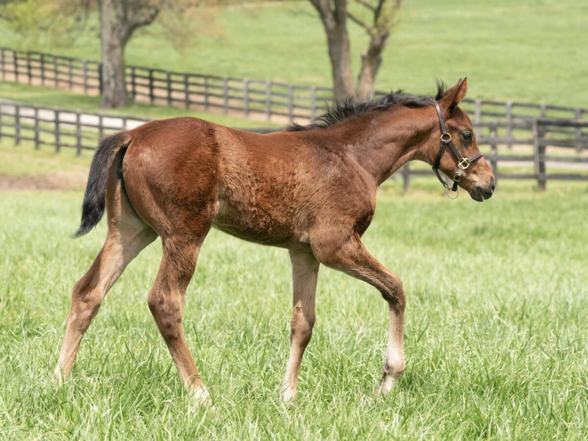 Filly o/o Blame Debbie at 43 days old | Bred by Titletown Racing Stables | Mathea Kelly photo
