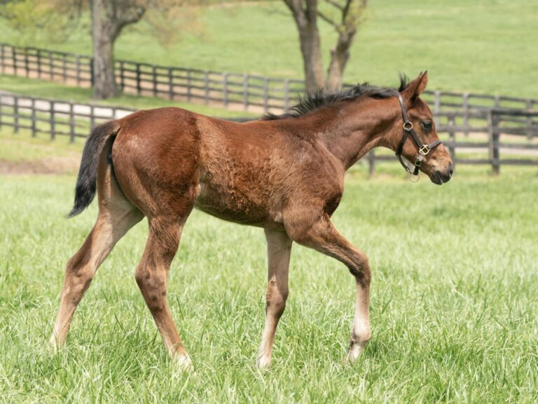 Filly o/o Blame Debbie at 43 days old | Bred by Titletown Racing Stables | Mathea Kelly photo