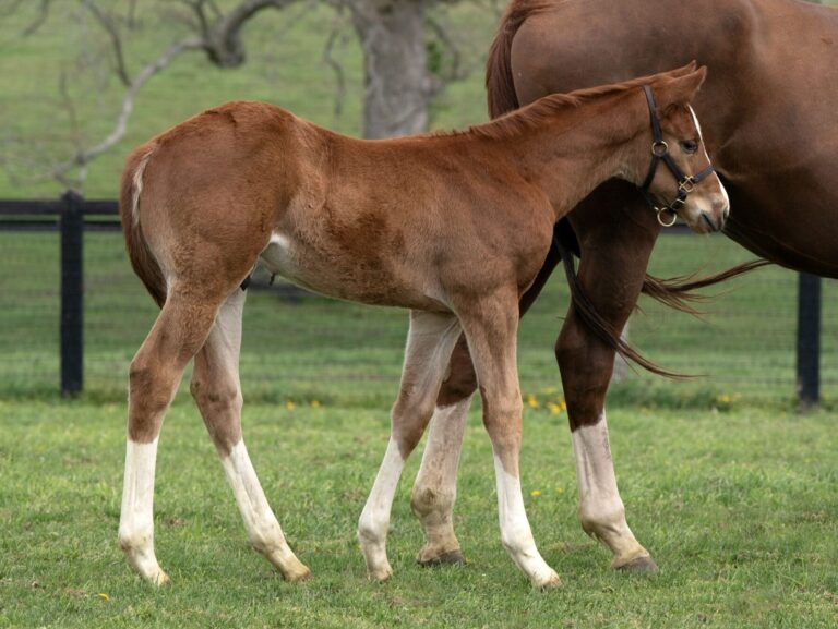 Colt o/o Divine Escapade at 38 days old | Bred by Sun Valley Farm | Mathea Kelly photo