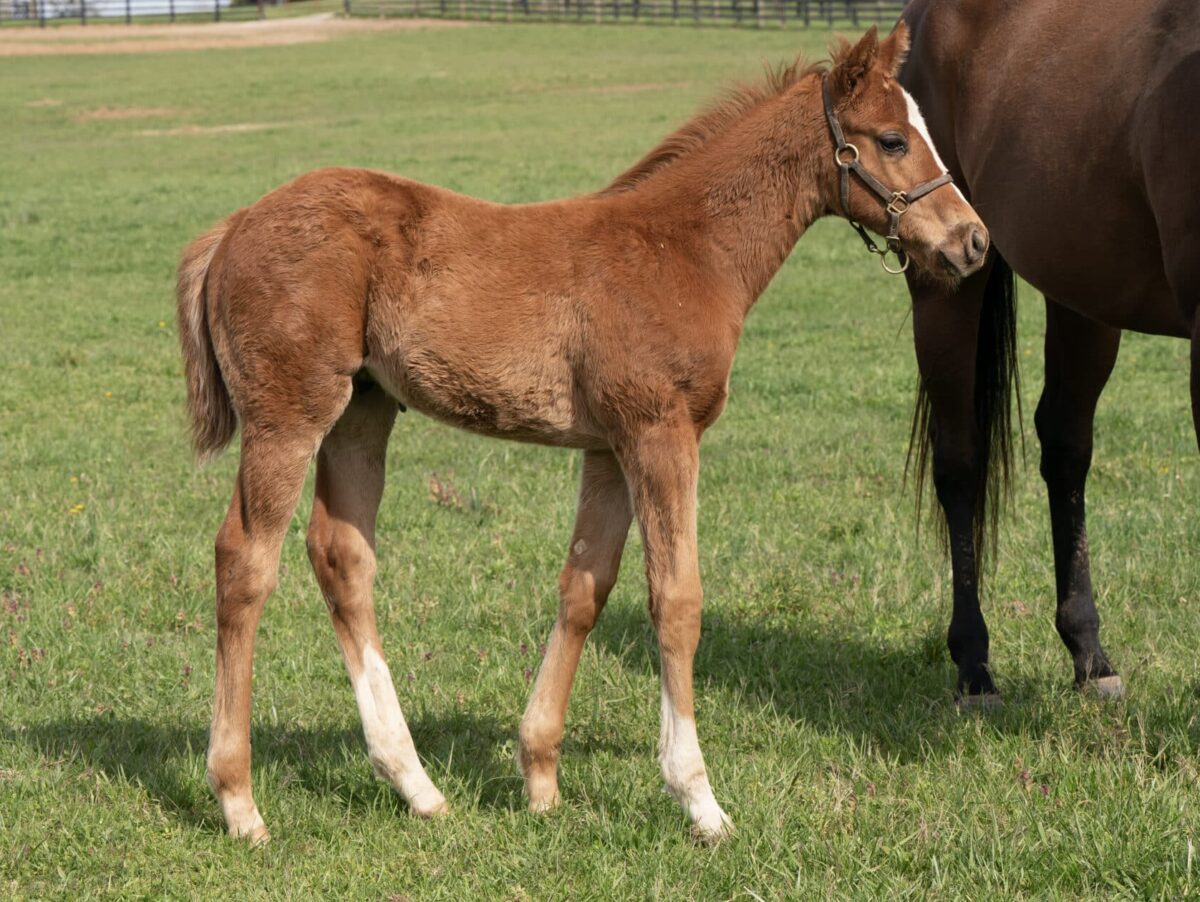 Colt o/o Iconica at 50 days old | Bred by MKW Investments | Mathea Kelly photo