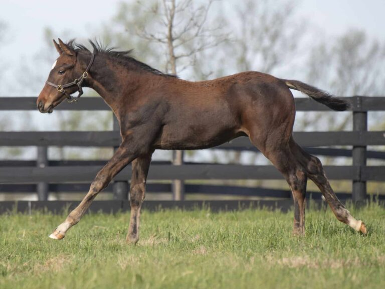 Colt o/o Roxy Gap at 12 weeks old | Bred by Blue Heaven Farm | Kendall Wucker photo