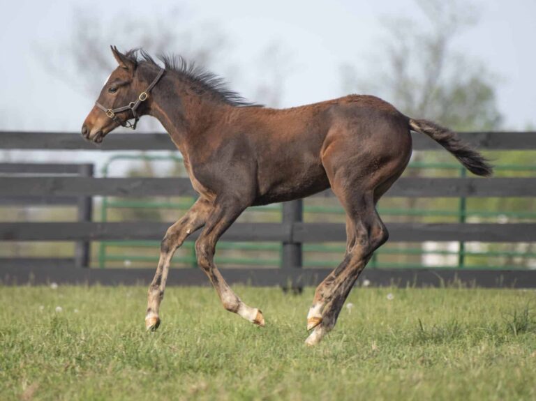 Colt o/o Roxy Gap at 12 weeks old | Bred by Blue Heaven Farm | Kendall Wucker photo