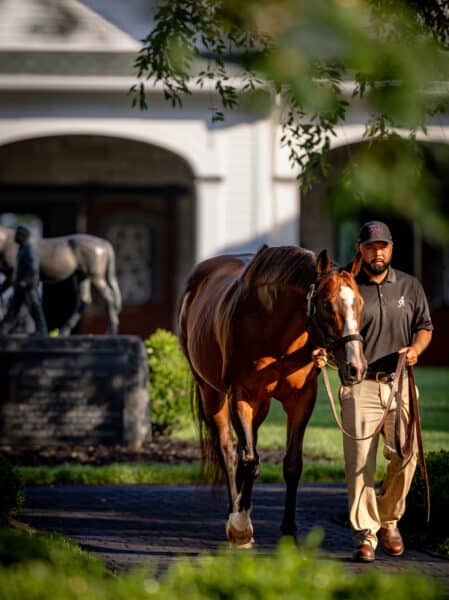 Into Mischief is on his way to a fifth consecutive Leading General Sire title in 2023 | Equisport photo