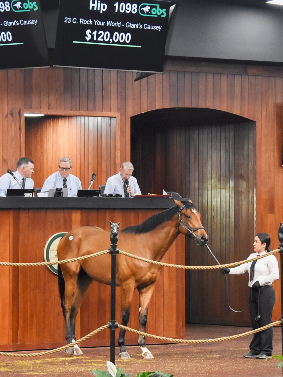 $120,000 colt at '25 OBSAPR | Purchased by Arms Farms | Judit Seipert photo