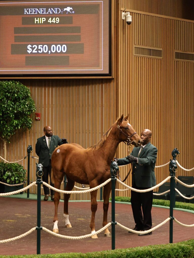 $250,000 weanling at KEENOV | Colt o/o Julia's Kitty | Purchased by En Fuego Stables | Z photo