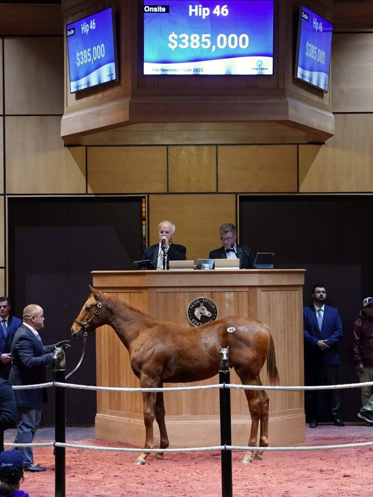 $385,000 weanling at F-T Nov | Colt o/o Sassy Beast | Purchased by Stardust Ventures | Z photo