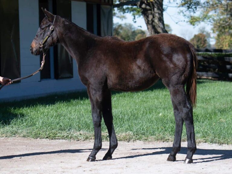 $195,000 weanling at KEENOV | Filly o/o Bye Bye Bertie | Purchased by September Farm