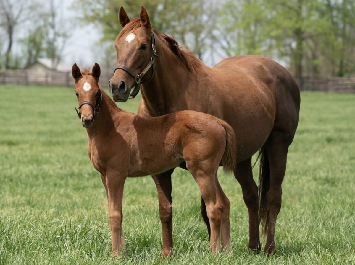 Filly o/o Arbol at 30 days old | Bred by Titletown Racing Stables, BRS & Madden | Mathea Kelly photo