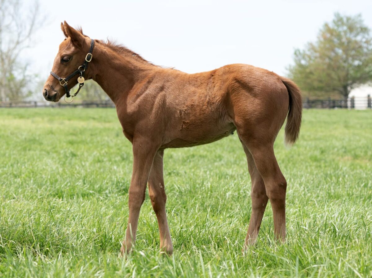 Filly o/o Arbol at 30 days old | Bred by Titletown Racing Stables, BRS & Madden | Mathea Kelly photo