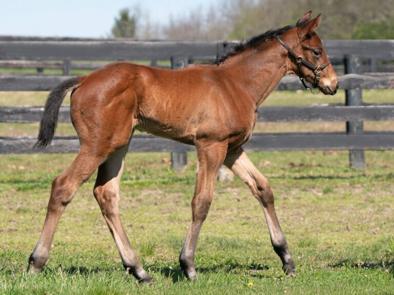 Colt o/o Dayfa at 28 days old | Bred by Don Alberto Corporation | Mathea Kelly photo