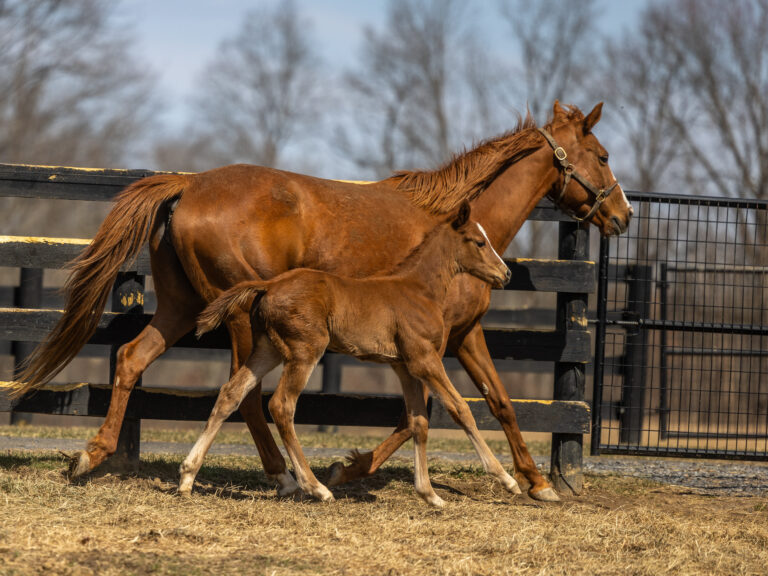 Filly o/o Evening Primrose (Ire) at 13 days old | Bred by Thirty Year Farm | Sam Decker photo
