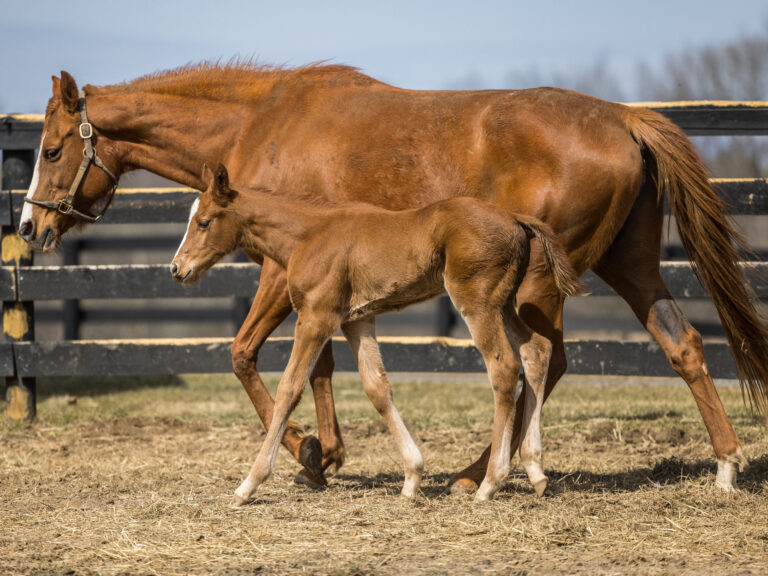 Filly o/o Evening Primrose (Ire) at 13 days old | Bred by Thirty Year Farm | Sam Decker photo
