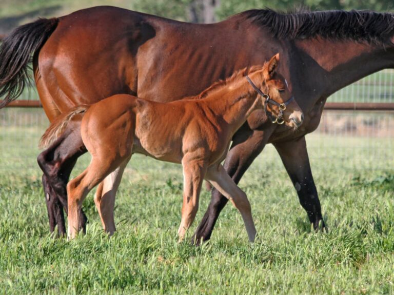 Colt o/o Joint Return at 11 days old | Bred by Checkmate Thoroughbreds & Raymond Salvatore