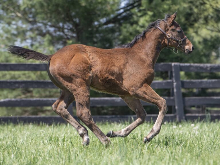 Colt o/o Part of the Charm at 58 days old | Bred by Spendthrift Farm | Kendall Wucker photo