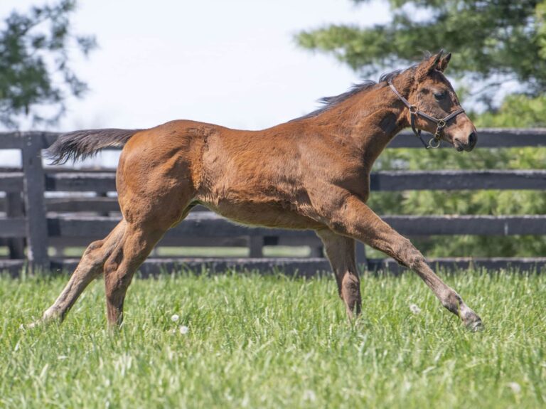 Colt o/o Part of the Charm at 58 days old | Bred by Spendthrift Farm | Kendall Wucker photo