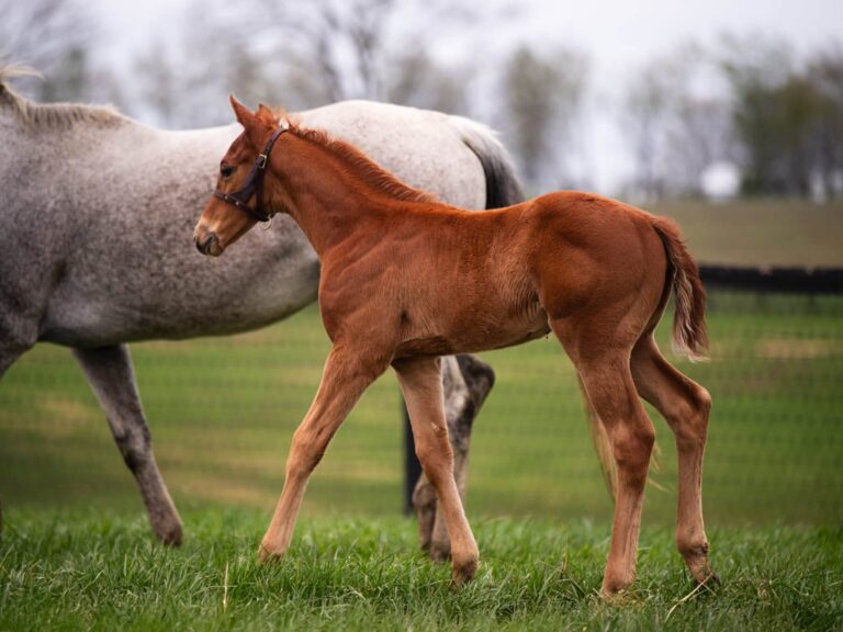 Colt o/o Two Step Song at 32 days old | Bred by Machmer Hall | Kendall Wucker photo
