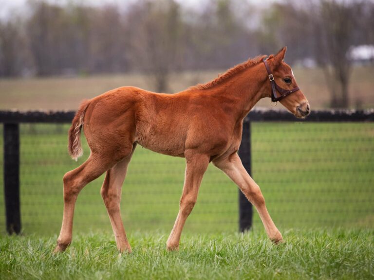 Colt o/o Two Step Song at 32 days old | Bred by Machmer Hall | Kendall Wucker photo