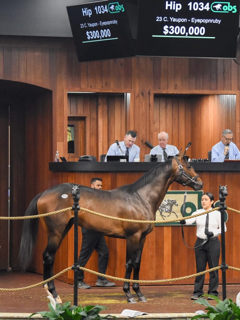 $300,000 at '25 OBSAPR | Colt o/o Eyepopnruby | Purchased by MyRacehorse & Saints or Sinners | Judit Seipert photo