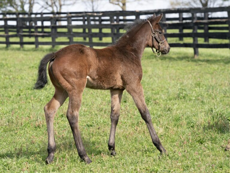 Filly o/o Grace and Charm at 29 days old | Bred by Nicky Drion Thoroughbreds & Kindred Stables | Mathea Kelly photo