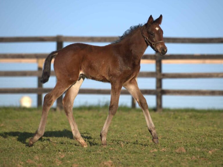 Colt o/o Sense of Grace at 26 days old | Bred by TLC Thoroughbreds | Kendall Wucker photo