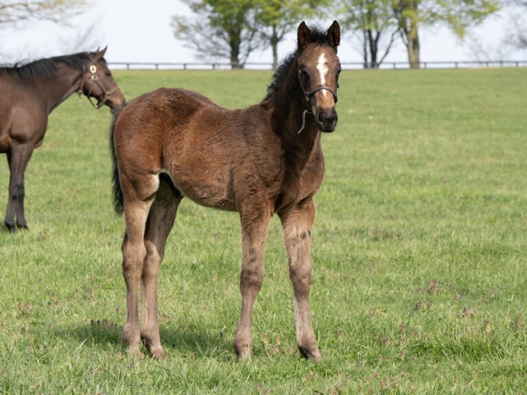 Colt o/o Twisted Purpose at 70 days old | Bred by Whysper Wynd Farm | Mathea Kelly photo