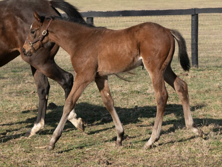 Filly o/o Union Way at 45 days old | Bred by Brad Beeson | Mathea Kelly photo