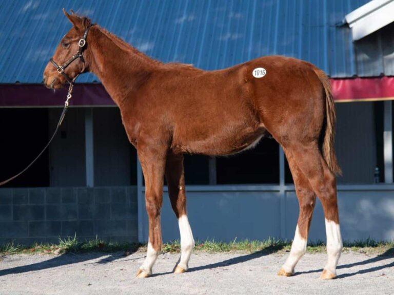 $110,000 weanling at KEENOV | Colt o/o Sunset Starlet | Purchased by Faris Breeding