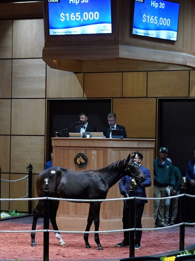 $165,000 weanling at F-T Nov | Colt o/o Marla | Purchased by Big Bear Bloodstock | Z photo