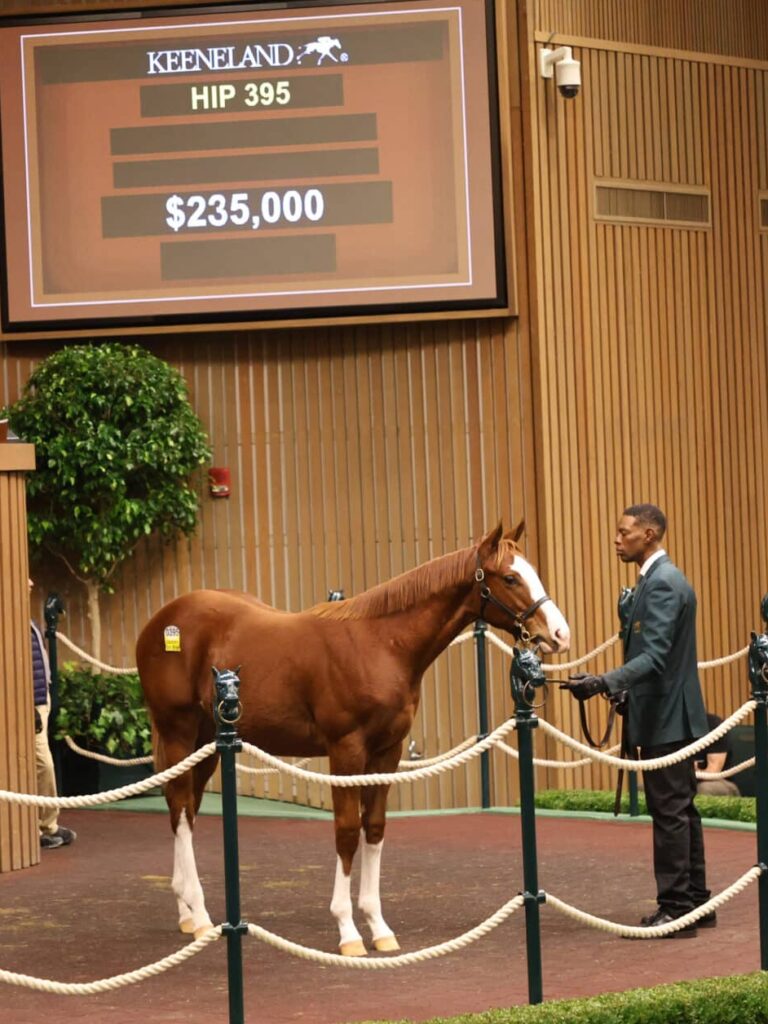 $235,000 weanling at KEENOV | Colt o/o Fashion Fortune | Purchased by Al Jawzaa General Trading | Z photo