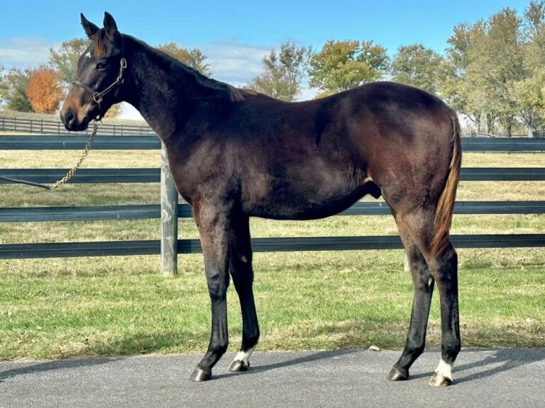 $100,000 weanling at KEENOV | Colt o/o Fairytale Ending | Purchased by Autumn Bloodstock