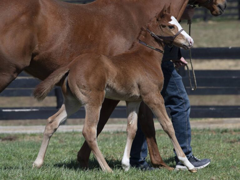 Filly o/o Avendesora at 24 days old | Bred by Sequel Thoroughbreds | Kendall Wucker photo