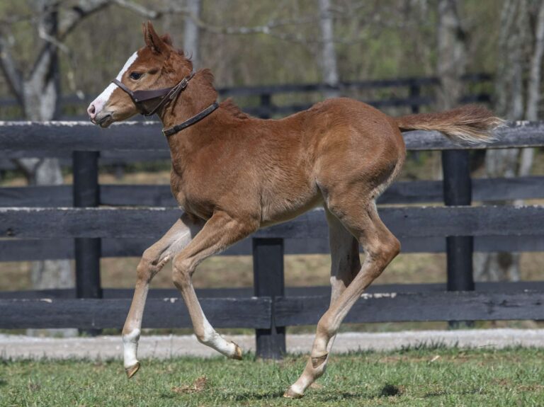 Filly o/o Avendesora at 24 days old | Bred by Sequel Thoroughbreds | Kendall Wucker photo