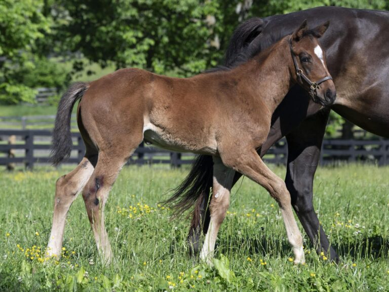 Filly o/o Big Attraction at 84 days old | Bred by George Krikorian | Kendall Wucker photo