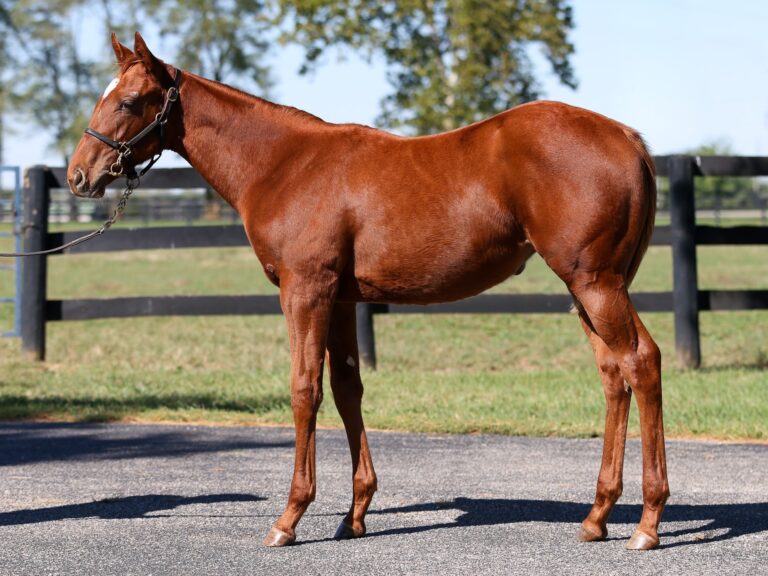$125,000 weanling at F-T Sar Fall | Filly o/o Sugar and Speights | Purchased by RiceHorse Stable