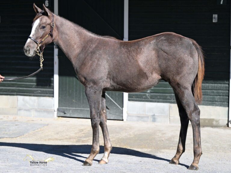 $120,000 weanling at F-T Sar Fall | Colt o/o Meow Meow Hiss | Purchased by Gregory Clarke, agent