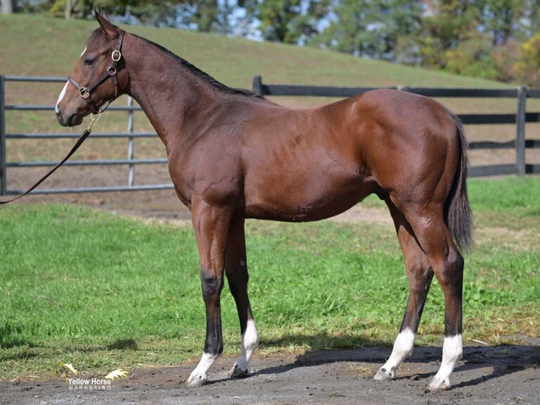 $150,000 weanling at F-T Sar Fall | Colt o/o Our Hope Diamond | Purchased by Mahmud Mouni