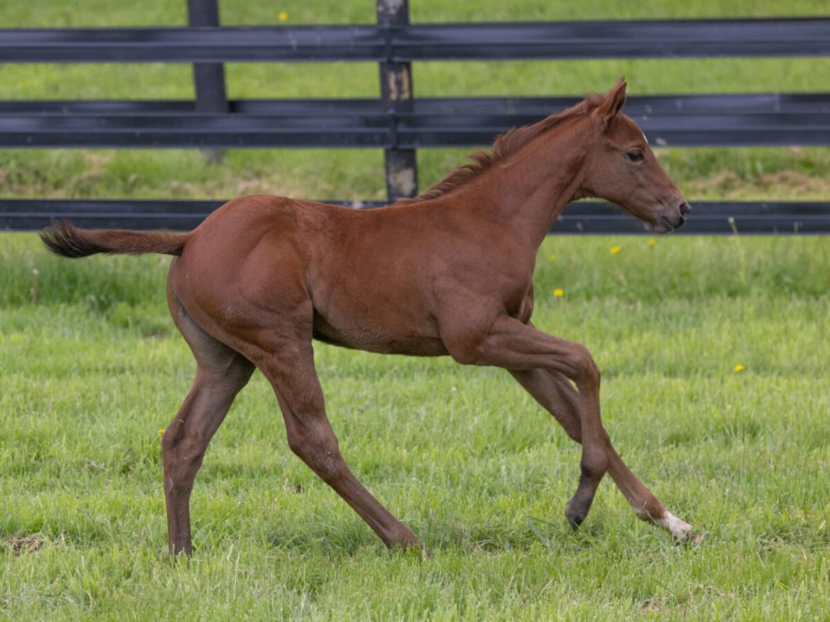 Filly o/o Heavenly Score at 19 days old | Bred by Thirty Year Farm | Samantha Decker photo