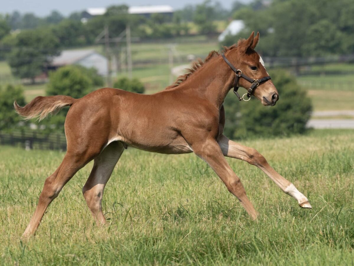 Filly o/o Interrupted at 24 days old | Bred by Summer Wind Equine | Mathea Kelly photo