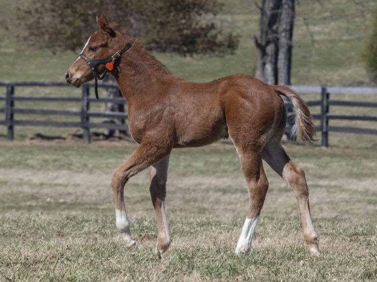 Colt o/o Running Memories at 25 days old | Bred by Double Diamond Farm | Kendall Wucker photo