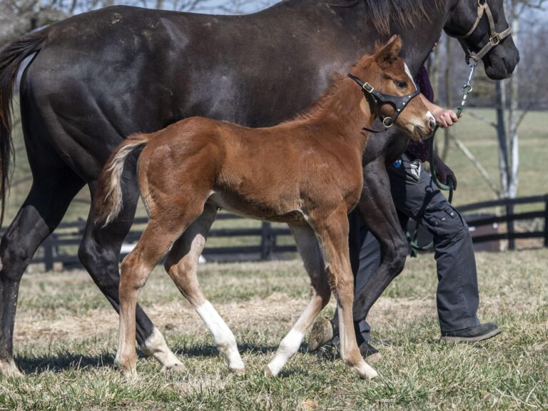 Colt o/o Running Memories at 25 days old | Bred by Double Diamond Farm | Kendall Wucker photo