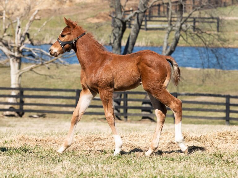 Colt o/o Running Memories at 25 days old | Bred by Double Diamond Farm | Kendall Wucker photo
