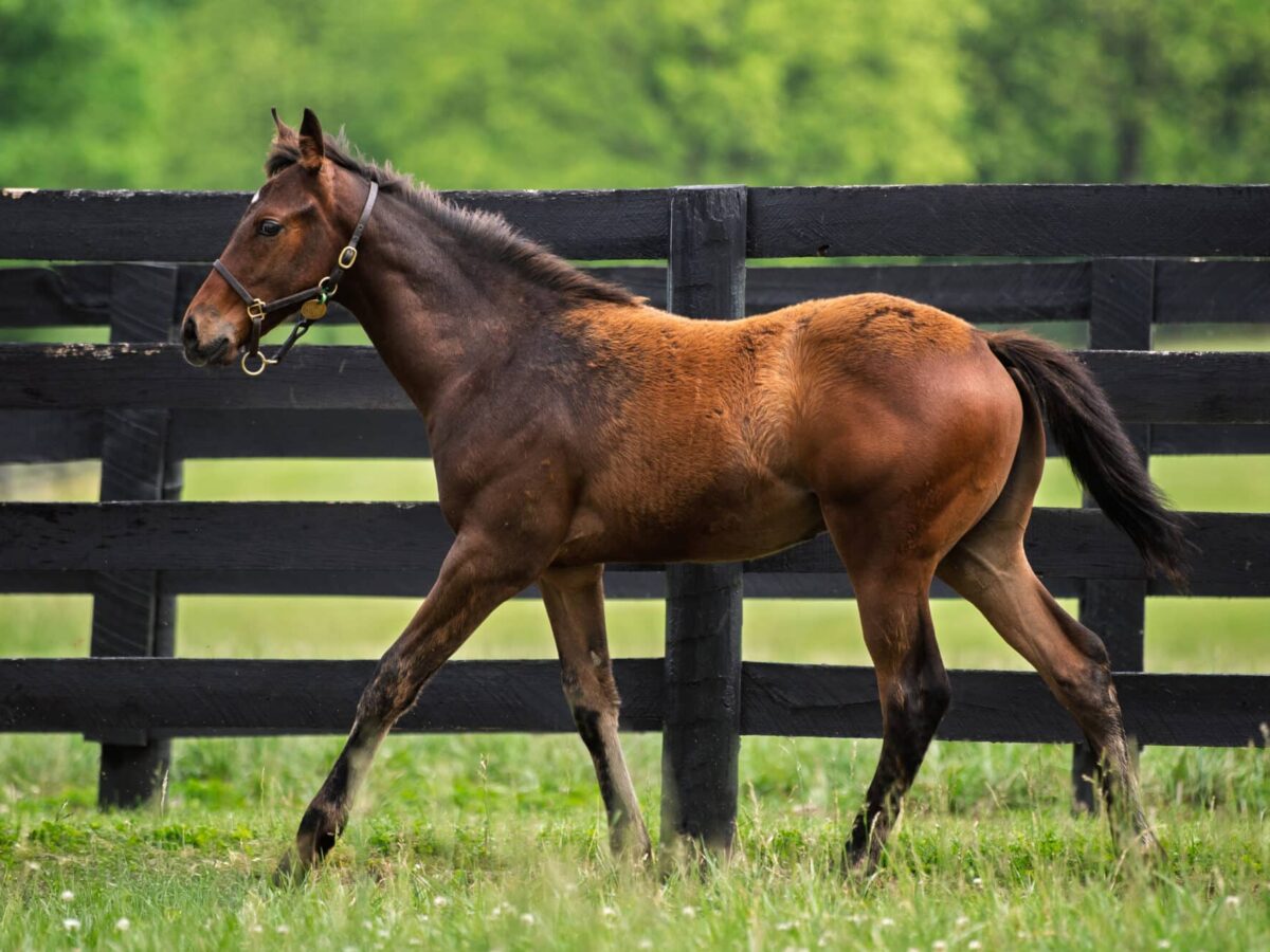 Colt o/o Saba at 3 1/2 months old | Bred by Brookdale Farm, J. R. Ward Stables & Gary Chervenell | Kendall Wucker photo